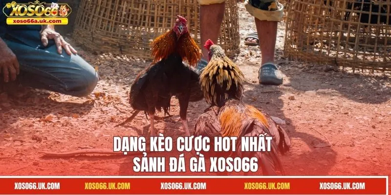 Dạng kèo cược hot nhất sảnh đá gà XOSO66