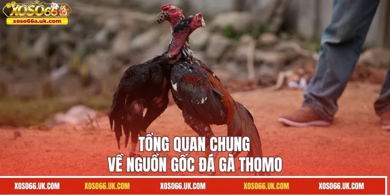 Tổng quan chung về nguồn gốc đá gà Thomo